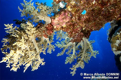 Alcionario rosa (Dendronephthya hemprichi)