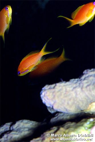 Castagnola  tropicale (Pseudanthias squamipinnis)