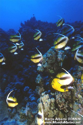 Pesce farfalla virgola (Heniochus intermedius)