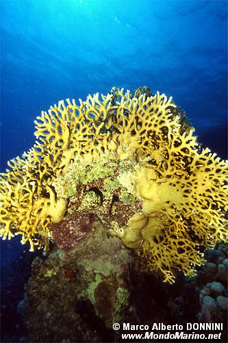 Idrozoo (Millepora dichotoma)