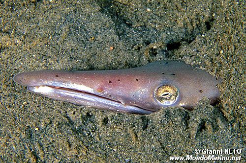 Pesce serpente (Ophisurus serpens)