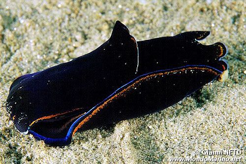 Aglaja depicta (Aglaja depicta)