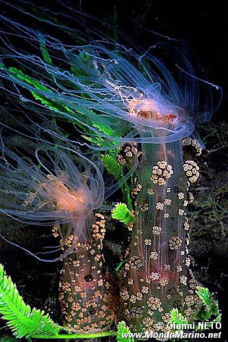 Attinia alice (Alicia mirabilis)