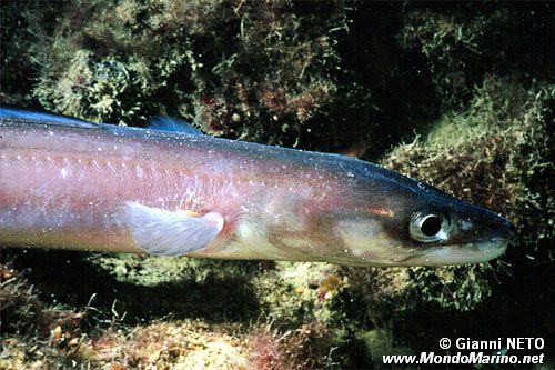 Grongo (Conger conger)