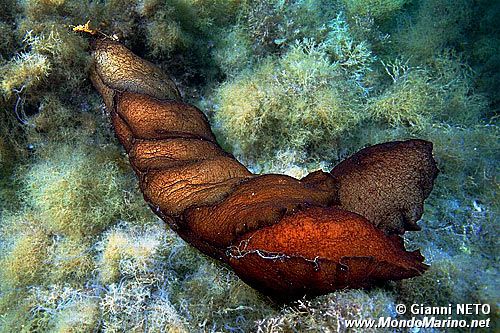 Lepre di mare (Aplysia depilans)