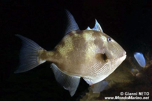 Pesce balestra mediterraneo (Balistes capriscus)
