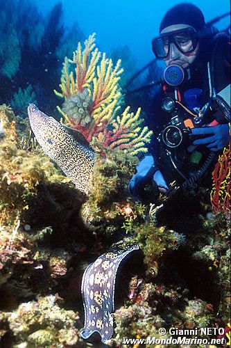 Murena (Muraena helena)