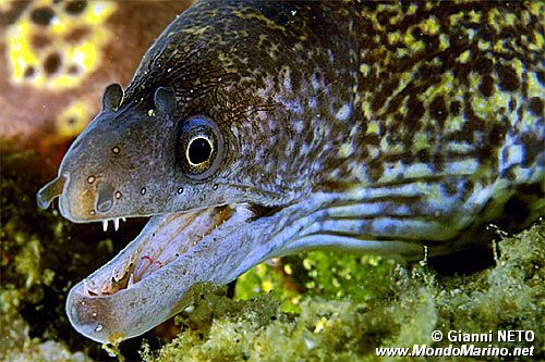 Murena (Muraena helena)