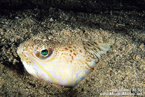 Tracina (Trachinus draco)