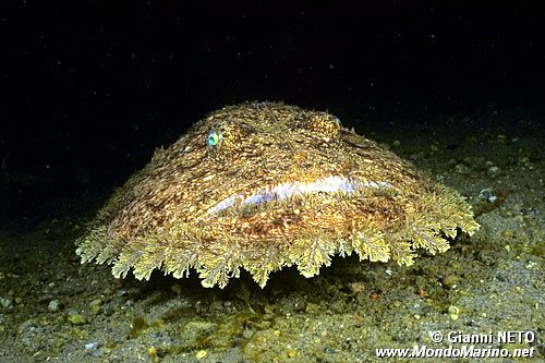 Rana pescatrice (Lophius budegassa)