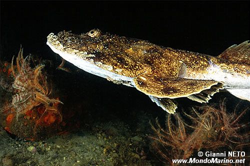 Rana pescatrice (Lophius budegassa)