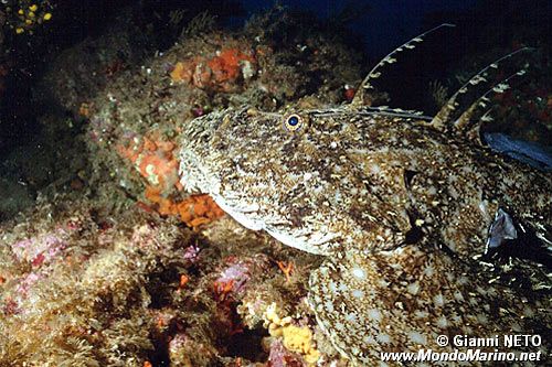 Rana pescatrice (Lophius piscatorius)