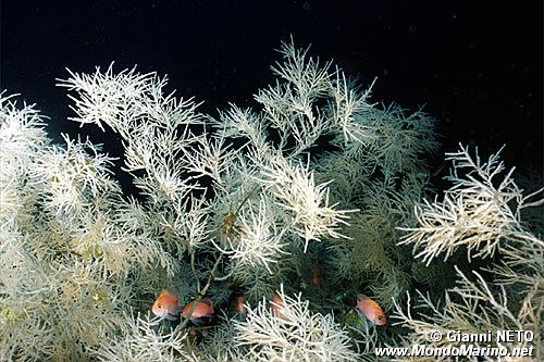 Antipatario (Antipathes subpinnata)