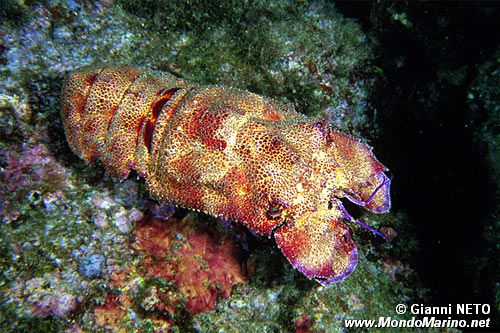 Cicala di mare (Scyllarides latus)