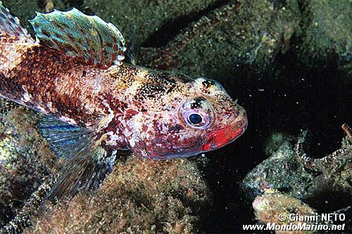 Ghiozzo boccarossa (Gobius cruentatus)