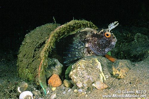 Bavosa occhiuta (Blennius ocellaris)