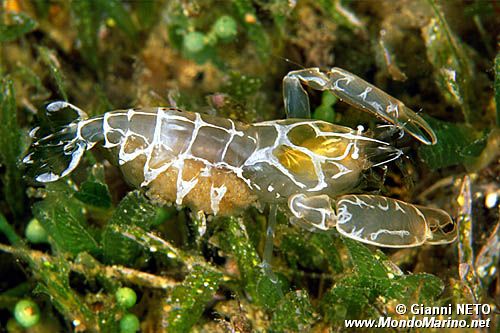 Guardiano della pinna (Pontonia pinnophylax)