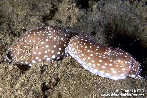 Aglaja a pois (Aglaja tricolorata)