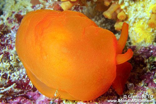 Bertella arancione (Berthella aurantiaca)