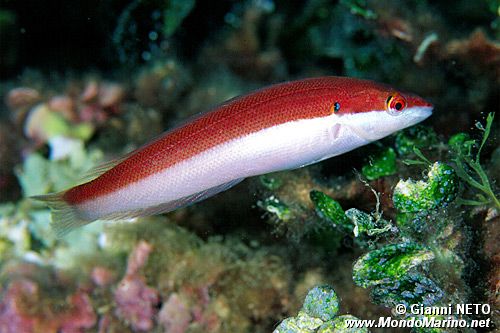 Donzella (Coris julis)