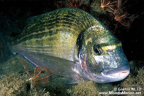 Orata (Sparus auratus)