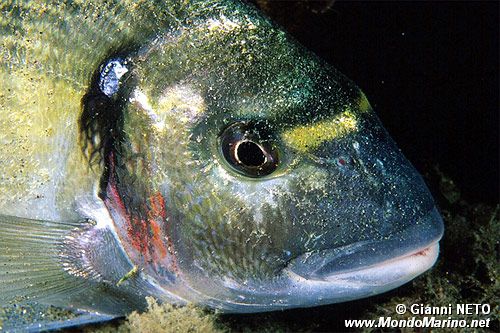 Orata (Sparus auratus)