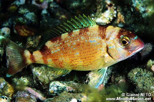 Pagro (Pagrus pagrus)