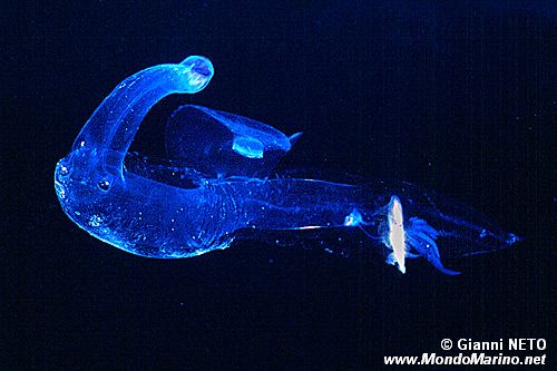 Mollusco gasteropode (Pterotrachea scutata)