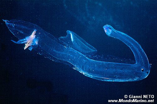 Mollusco gasteropode (Pterotrachea scutata)