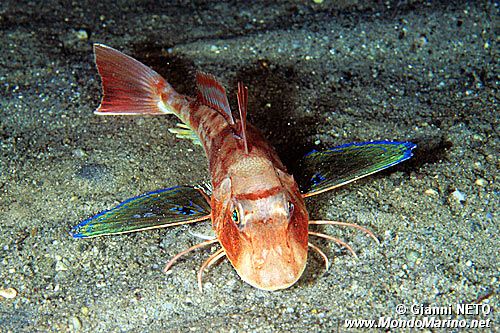 Pesce cappone (Chelidonichthys lucernus)