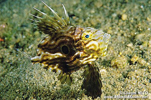 Pesce san pietro (Zeus faber)