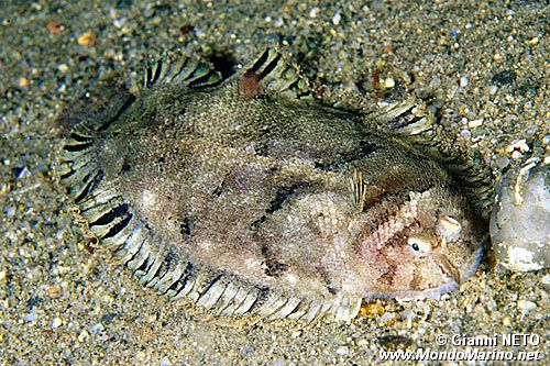 Sogliola pelosa (Monochirus hispidus)