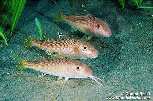 Triglia di scoglio (Mullus surmuletus)