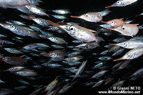 Pesce trombetta (Macrorhamphosus scolopax)