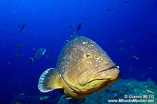 Cernia bruna (Epinephelus marginatus)