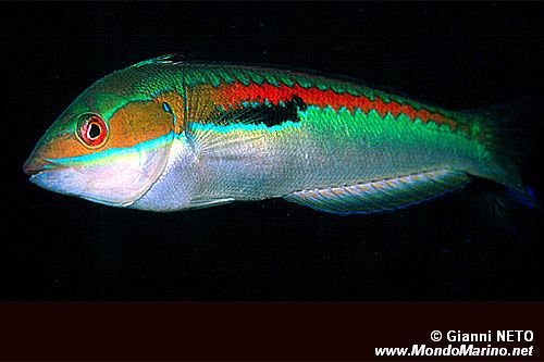 Donzella (Coris julis)