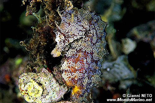 Cavalluccio marino (Hippocampus guttulatus)