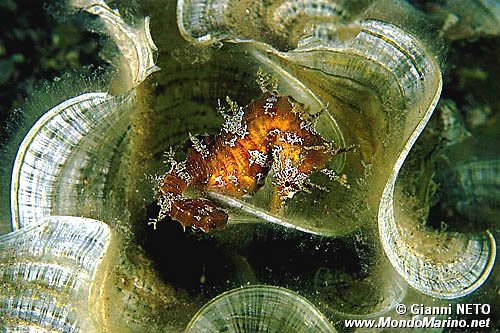 Cavalluccio marino (Hippocampus guttulatus)
