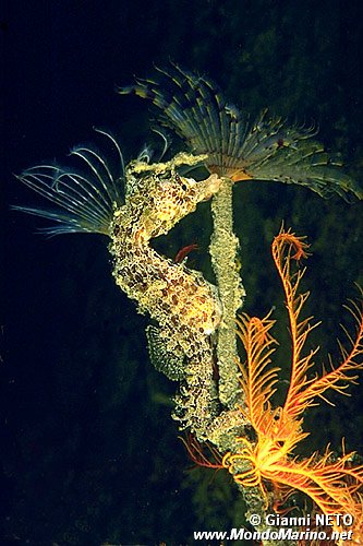 Cavalluccio marino (Hippocampus hippocampus)