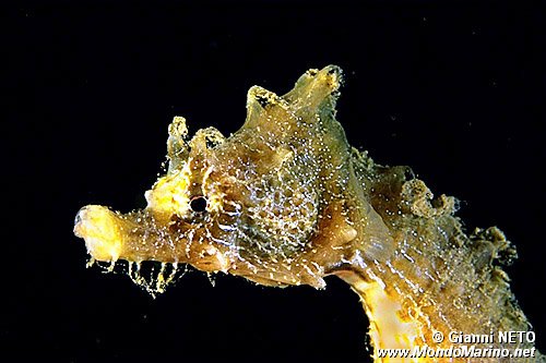 Cavalluccio marino (Hippocampus hippocampus)