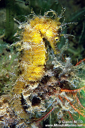 Cavalluccio marino (Hippocampus guttulatus)