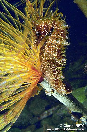 Cavalluccio marino (Hippocampus guttulatus)