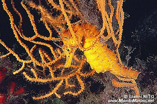 Cavalluccio marino (Hippocampus guttulatus)