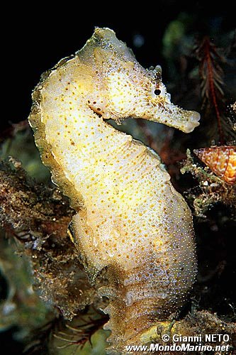 Cavalluccio marino (Hippocampus hippocampus)