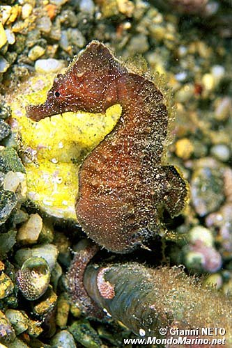 Cavalluccio marino (Hippocampus hippocampus)