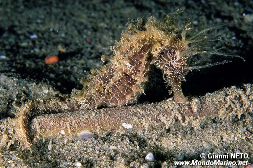 Cavalluccio marino (Hippocampus guttulatus)