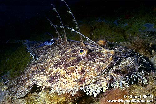 Rana pescatrice (Lophius piscatorius)