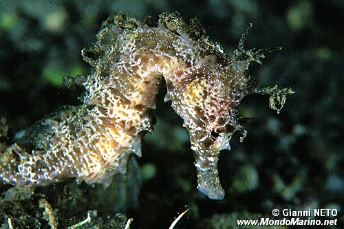 Cavalluccio marino (Hippocampus guttulatus)