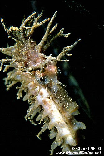 Cavalluccio marino (Hippocampus guttulatus)
