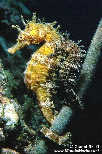 Cavalluccio marino (Hippocampus guttulatus)